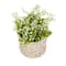 11" Lily-Of-The-Valley Flowers In White Basket